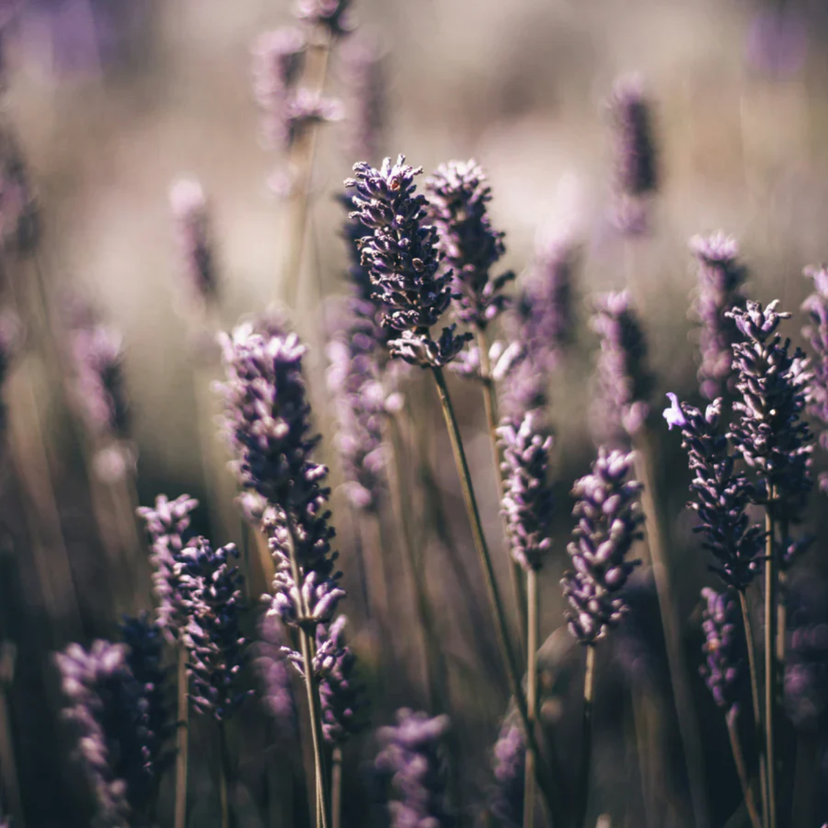 Tin Candle English Lavender